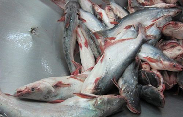 Vietnam’s pangasius exports to EU rebound after decline