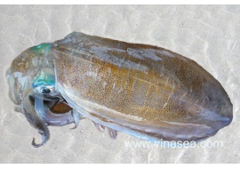 13-frozen-on-boat-whole-round-broad-squid-1024x682