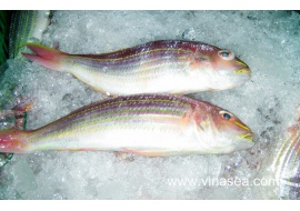 3-frozen-golden-thread-fin-bream-1024x651