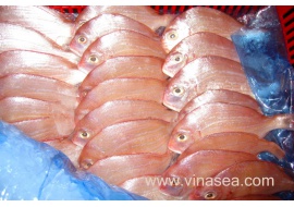 4-frozen-seabream-fillet-1024x682