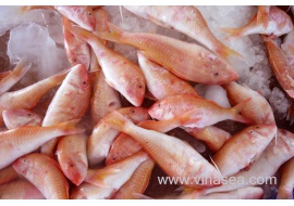 5-frozen-red-mullet-1024x682