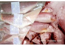 6-frozen-king-snapper-1024x682_1