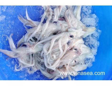 10-frozen-squid-clean-head-1024x682
