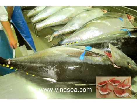 10-yellowfin-tuna-gg-chilled-air-shipment-1024x694