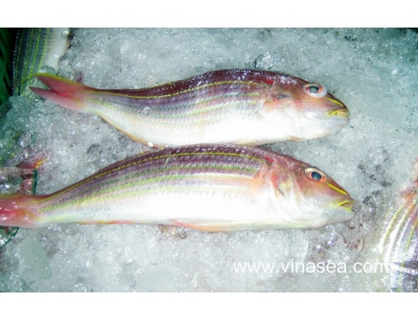 3-frozen-golden-thread-fin-bream-1024x651