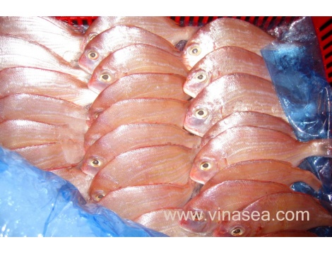 4-frozen-seabream-fillet-1024x682