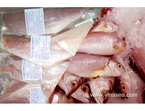 6-frozen-king-snapper-1024x682_1
