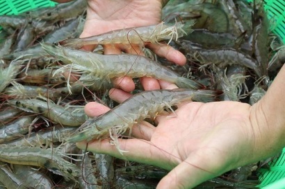 Nhiều cơ hội xuất khẩu tôm chân trắng sang EU